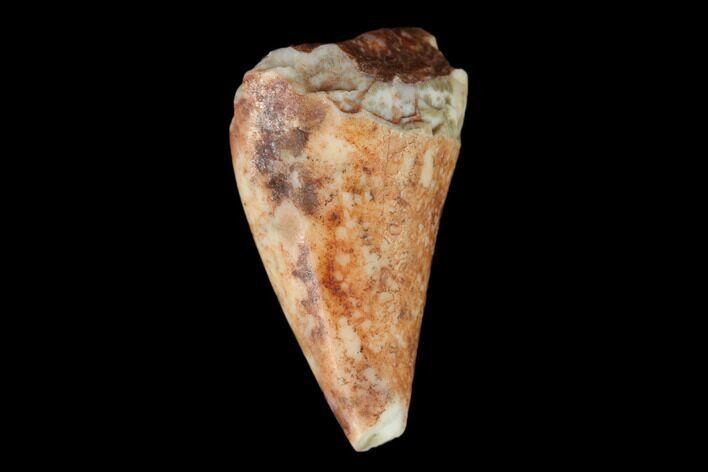 Fossil Phytosaur Tooth - New Mexico #133333